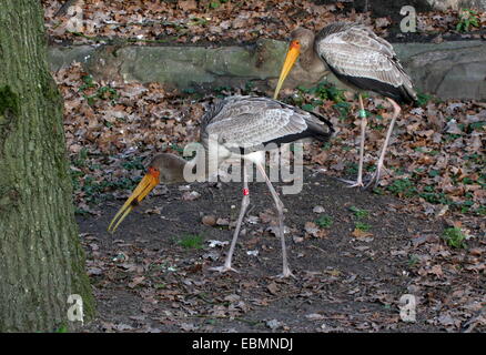 In zwei afrikanischen gelbe Rechnung Störche auf Futtersuche (Mycteria Ibis) Stockfoto