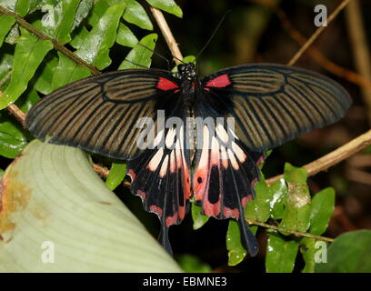 Southeast Asian großer Mormone Schmetterling (Papilio Memnon) Stockfoto