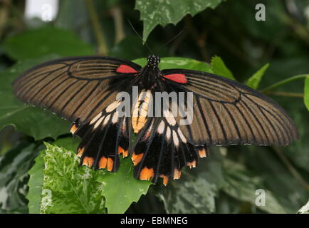 Weibliche Schmetterlinge in Southeast Asian großer Mormone (Papilio Memnon) Stockfoto