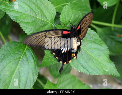 Weibliche Schmetterlinge in Southeast Asian großer Mormone (Papilio Memnon) Stockfoto