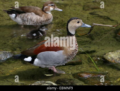 Ältere männliche beringt Teal (Callonetta Leucophrys) in Nahaufnahme, weibliche im Hintergrund, Babyschwimmen dazwischen Stockfoto