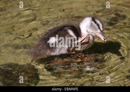 Juvenile Baby beringt/Petrol (Callonetta Leucophrys) in Nahaufnahme, kratzte sich am Kopf mit einem Flipper juckende Stockfoto