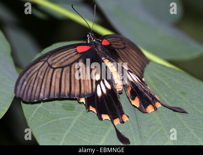 Weibliche Schmetterlinge in Southeast Asian großer Mormone (Papilio Memnon) Stockfoto