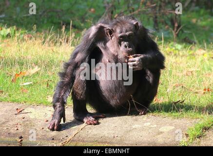 Reife gemeinsame Schimpanse (Pan Troglodytes) Verzehr von Nüssen im Zoo von Burgers' Bush Arnheim, Niederlande Stockfoto