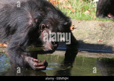 Reife gemeinsame Schimpanse (Pan Troglodytes) Porträt Stockfoto