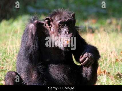 Nahaufnahme eines ausgereiften gemeinsamen Schimpansen (Pan Troglodytes) Essen Stockfoto