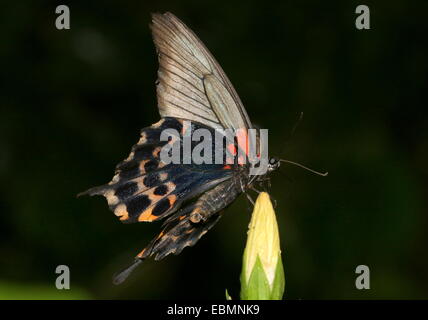 Southeast Asian großer Mormone Schmetterling (Papilio Memnon) Stockfoto