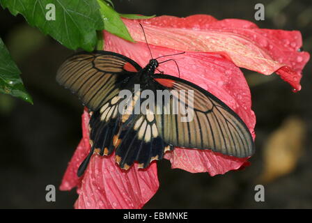 Weibliche Schmetterlinge in Southeast Asian großer Mormone (Papilio Memnon) Stockfoto