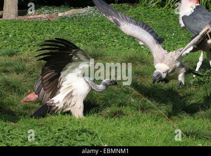 Zwei afrikanische Weißrückenspecht Geier (abgeschottet Africanus) kämpfen, einer im Flug Stockfoto