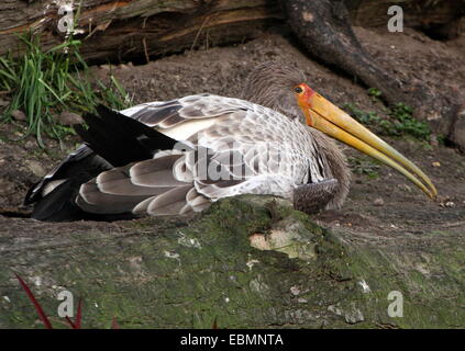 Noch juvenile Yellow-billed Storch (Mycteria Ibis) ruhen, während auf th Boden liegend Stockfoto