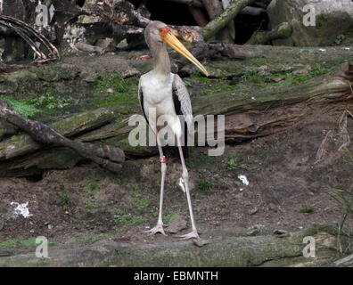 Afrikanische Yellow-billed Storch (Mycteria Ibis) Stockfoto