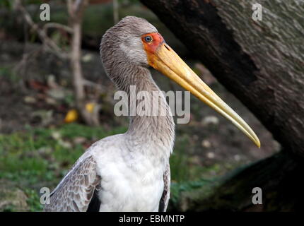 Porträt des noch unreifen afrikanischen Yellow-billed Storch (Mycteria Ibis) Stockfoto