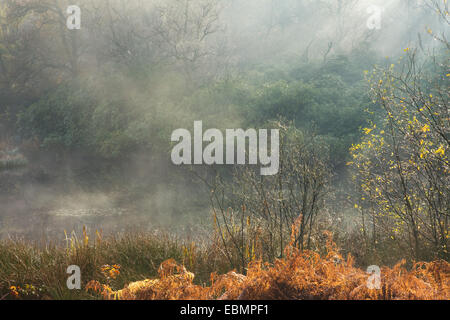 Am frühen Morgensonne scheint durch Nebel steigt aus einem See in North Twigmoor Wood, Scunthorpe, Lincolnshire. November 2014. Stockfoto