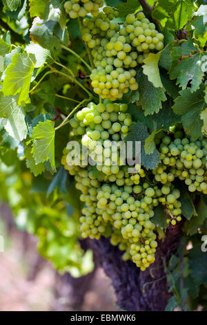 Weiße Trauben auf die Weinrebe Stockfoto