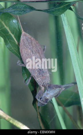 Wasser-Scorpion (Nepa Cinerea, Nepa Rubra), mit Fisch, Deutschland Stockfoto