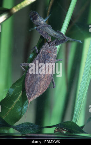 Wasser-Scorpion (Nepa Cinerea, Nepa Rubra), mit Fisch, Deutschland Stockfoto