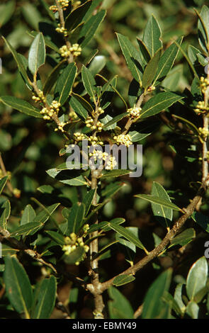 Falsche Oliven, Broad-Leaved Lindenbaum (Lindenbaum Latifolia), blühen Stockfoto