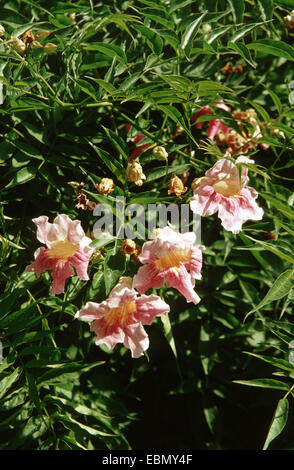 Podranea, Pink Trumpet Vine Bignone Rose (Podranea Ricasoliana), blühen Stockfoto