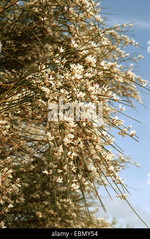 Besen, Bridal Besen (Retama Monosperma, Genista Monosperma), blühende Zweige weiß Stockfoto