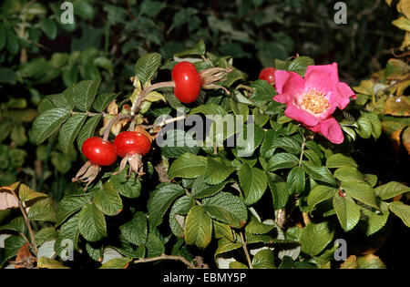 Rugosa rose, japanische rose (Rosa Rugosa), Zweig mit Blumen und Früchten, Deutschland Stockfoto