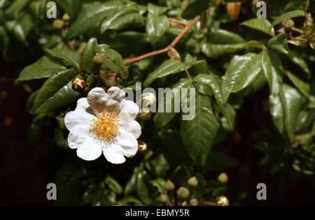 Immergrüne Rose (Rosa Sempervirens), blühen Stockfoto