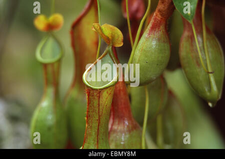 Kannenpflanze (Nepenthes Alata), fallen Stockfoto