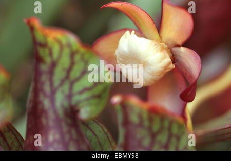 nördlichen Schlauchpflanze (Sarracenia Purpurea), Blätter und Blume Stockfoto