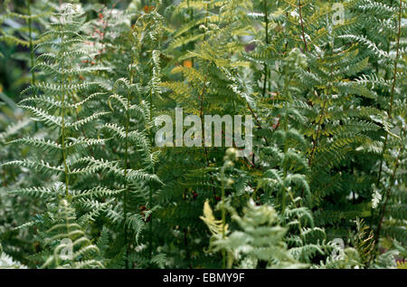 Sumpf-Farn (Thelypteris Palustris), Wedel, Deutschland Stockfoto