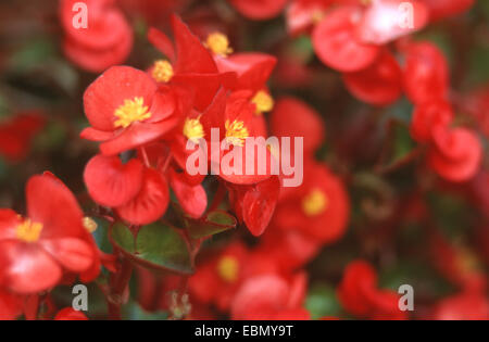 Bettwäsche-Begonie, blühen faserigen Wurzeln Begonie (Begonia Semperflorens, Begonia Cucullata var. Hookeri), Stockfoto