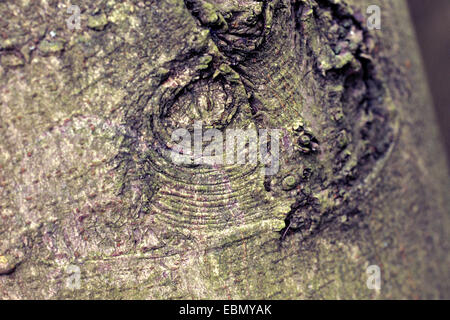 Japanische Rosskastanie (Aesculus Turbinata), Rinde Stockfoto