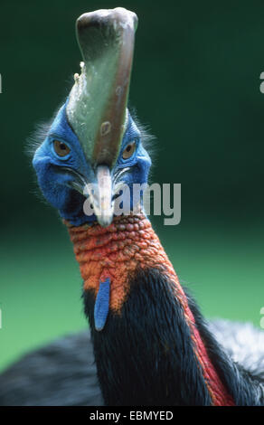 Eine Flecht-Kasuar, nördlichen Kasuar, Single-Flecht-Kasuar, Golden-necked Helmkasuar (Casuarius Unappendiculatus), Porträt Stockfoto