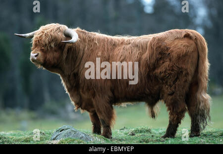 Schottische Hochlandrinder (Bos Primigenius F. Taurus), Bull, Schweden Naturreservat Fegen Stockfoto