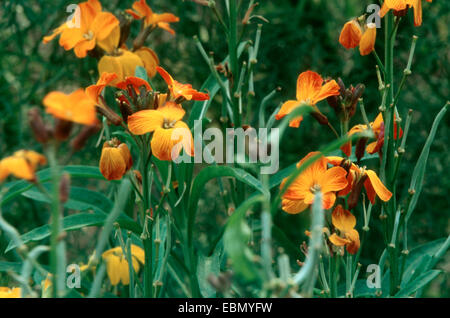 Mauerblümchen (Zonen Cheiri), orange blühende Sorte Stockfoto