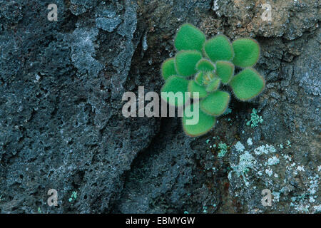 Aichryson (Aichryson spec.), Blätter der Fetthenne auf Gesteinsoberfläche, Portugal, Madeira, Funchal Stockfoto