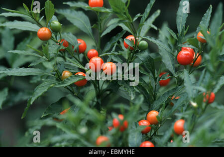 Jerusalem Kirsche (Solanum Pseudo-Capsicum, Solanum Pseudocapsicum), Strauch mit Früchten Stockfoto