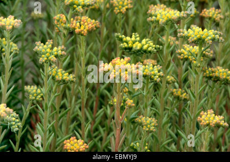 aufgebogen Fetthenne, Stein indigen, krumm, gelber Mauerpfeffer, Jennys Fetthenne (Sedum Rupestre, Sedum Reflexum), Blütenknospen Stockfoto