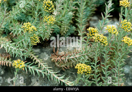 zurückgebogen, Mauerpfeffer, Stein indigen, krumme gelbe Fetthenne, Jennys Fetthenne (Sedum Rupestre, Sedum Reflexum), blühen Stockfoto