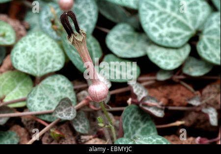 Zeichenfolge von Herzen, Rosenkranz-Rebe (Ceropegia chinesischen, Ceropegia Linearis SSP chinesischen), Blumen und Blätter Stockfoto