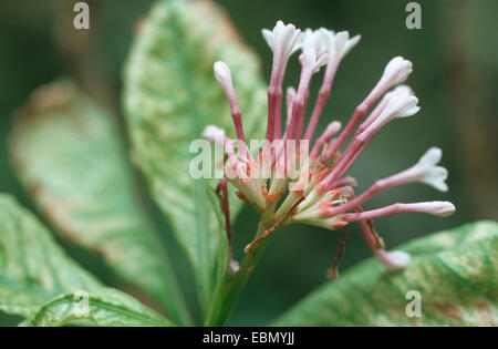 Rauwolfia, Java Teufel Pfeffer, Devilpepper, des Teufels Pfeffer, Serpentwood (Rauvolfia Serpentina, Rauwolfia Serpentina), blühen Stockfoto