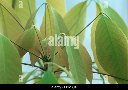 Hevea Gummibaum, brasilianische Gummibaum (Hevea Brasiliensis), schießen Stockfoto