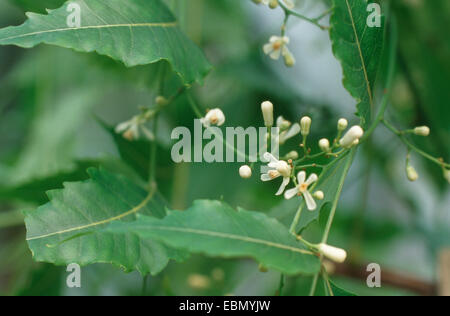 Neem-Baum, Nimtree, Indian-Lilac (Melia Azadirachta Indica Melia Azadirachta Indica, Antelaea Azadirachta), blühen Stockfoto