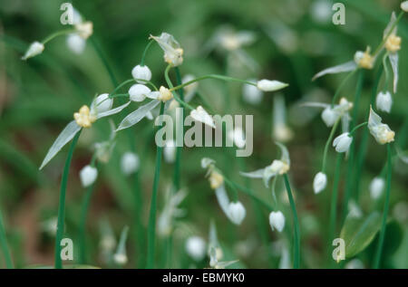 wenigen blühenden Lauch (Allium Paradoxum), blühen Stockfoto