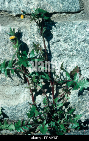 stachelige Sow Thistle, stacheligen-leaved Sow Thistle, stacheligen Sow Thistle (Sonchus Asper), Einzelpflanze vor einer Steinmauer, 2 Stockfoto