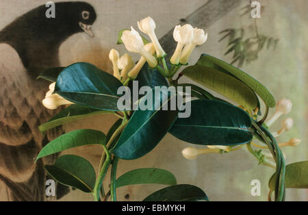 Madagaskar Jasmin, Stephanotis, Wachs Blume (Stephanotis Floribunda), Stockfoto