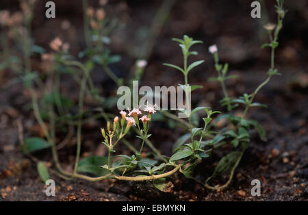 Stevia (Stevia Rebaudiana), blühende Pflanze Stockfoto