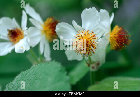 Bunte afrikanische Hanf, afrikanische Hanf (Sparrmannia Africana), Nahaufnahme der Blüten Stockfoto