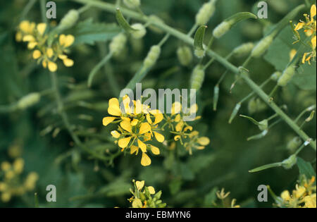 weißer Senf (Sinapis Alba), Blüte und Fruchtbildung Stockfoto