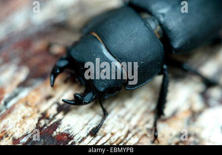 Geringerem Hirschkäfer (Dorcus Parallelipipedus) auf abgestorbenem Holz Stockfoto