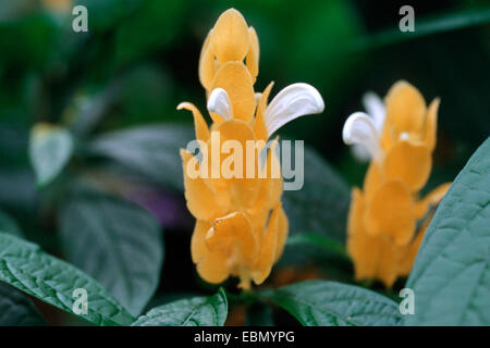 Goldene Kerze, Lutscher Pflanze, Golden Garnelen Pflanze (Pachystachys Lutea), blühen Stockfoto