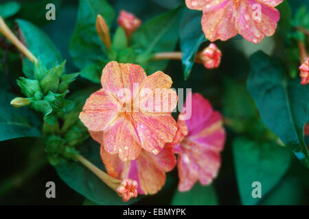 gemeinsamen Four-o'clock, Wunder von Peru (Mirabilis Jalapa), blühen Stockfoto